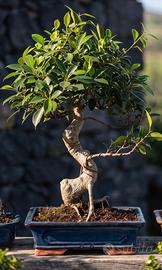 2 Bonsai di Ficus Retusa 45cm 27Anni + 39cm 18anni