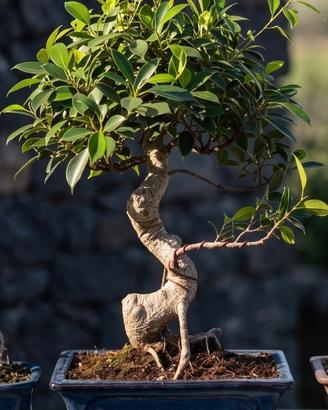 Bonsai di Ficus Retusa Pianta Unica 45cm 27Anni