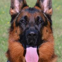 Pastore Tedesco adulto