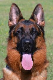 Pastore Tedesco adulto