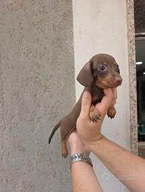 bassotta con pedigree ENCI 