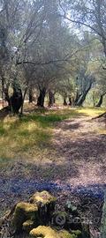 Terreno Agricolo con piante di ulivo