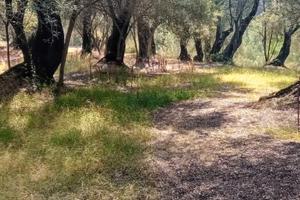 Terreno Agricolo con piante di ulivo