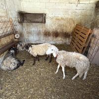 2 pecore e 1 montone