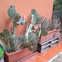 Attrezzi da giardino 2/3