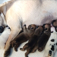 Bulldog francese Enci