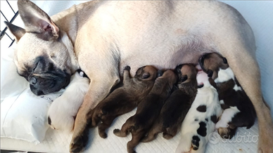 Bulldog francese Enci