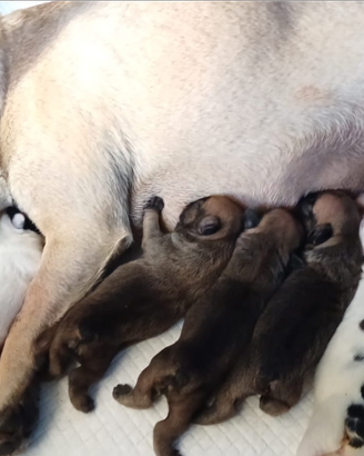 Bulldog francese Enci