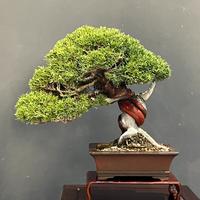 Bonsai Ginepro Itoigawa - Shohin