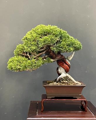 Bonsai Ginepro Itoigawa - Shohin