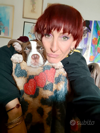 American Brown terrier Pitbull maschio