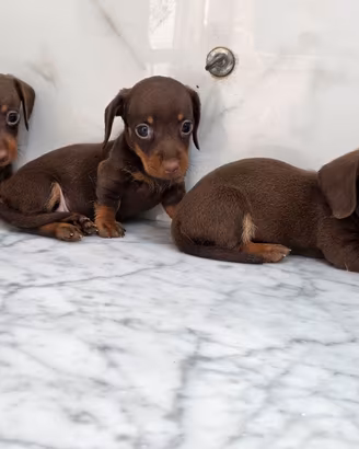 bassotti cioccolato con pedigree