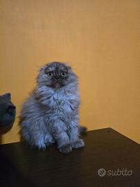 Gattini scottisch straight/fold