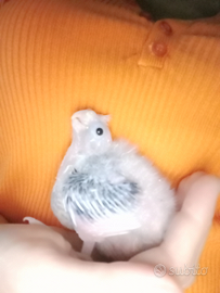 Calopsite da imbecco