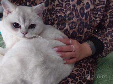 Brithish shorteir 8 mesi femmina