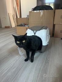 Gatto 12 anni castrato