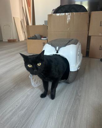Gatto 12 anni castrato