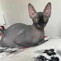 Gatto adulto canadian sphynx