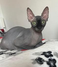 Gatto adulto canadian sphynx