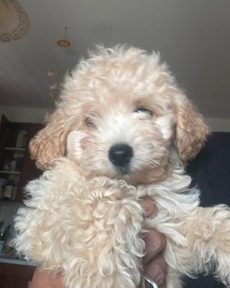 Barboncina