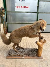 Volpe tassidermizzata vintage – Oggetto decorativo