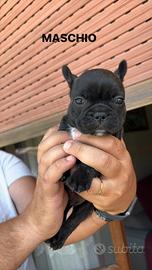 Cuccioli bouldog francese
