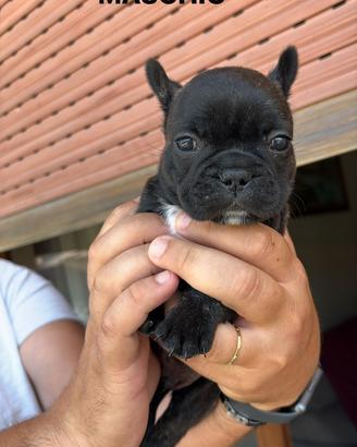 Cuccioli bouldog francese