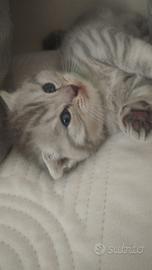 Cuccioli scottish fold e straight