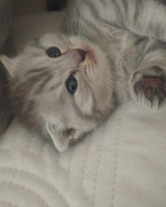 Cuccioli scottish fold e straight