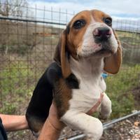 Cucciolo di beagle