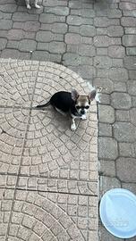 Chihuahua