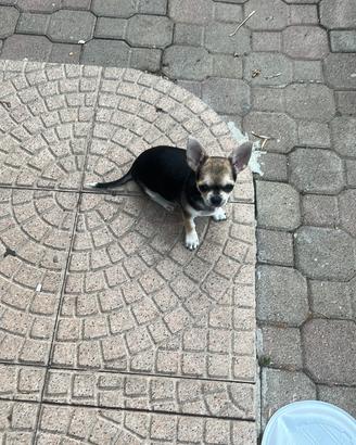 Chihuahua