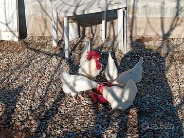 Di gallina bianca di Saluzzo
