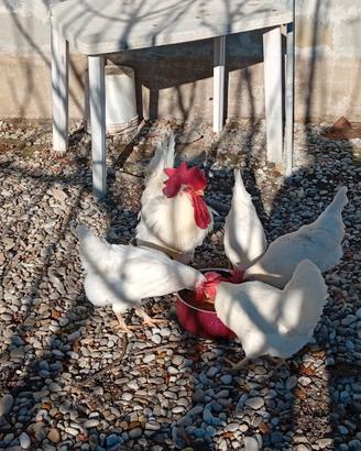 Di gallina bianca di Saluzzo