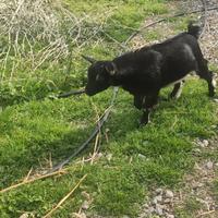 Capretto Tibetano Castrato Dolce e Mansueto