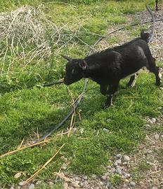 Capretto Tibetano Castrato Dolce e Mansueto