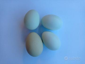 Pollastri incrocio Moroseta uova verdi