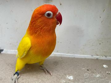 Inseparabili fischer e personata