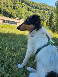 Collie Pastore Scozzese