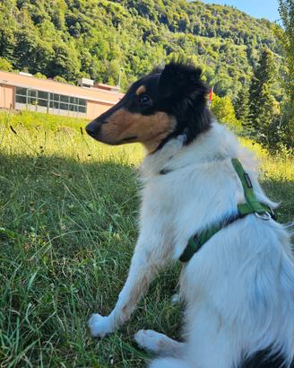Collie Pastore Scozzese