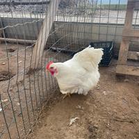 Gallina cocincina gigante