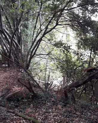Dono gratuito terreno montano (Montelanico)