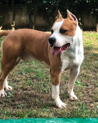 Amstaff per monta