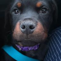 Cucciola di rottweiler
