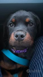 Cucciola di rottweiler