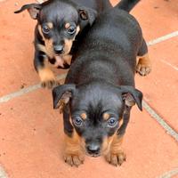 Disponibili cuccioli di pinscher
