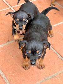 Disponibili cuccioli di pinscher