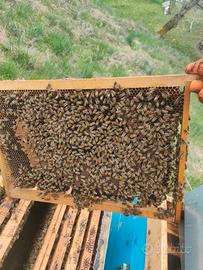 Vendita casse api più melari