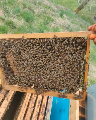 Vendita casse api più melari