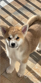 Akita inu